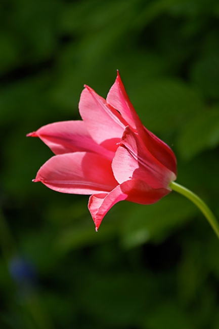 Jardin des Impressionnistes-064